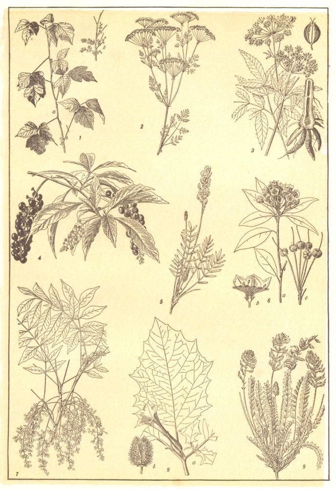 AMERICAN POISON PLANT. Ivy Hemlock Poke Jimson loco-weed Laurel Sumac 1907